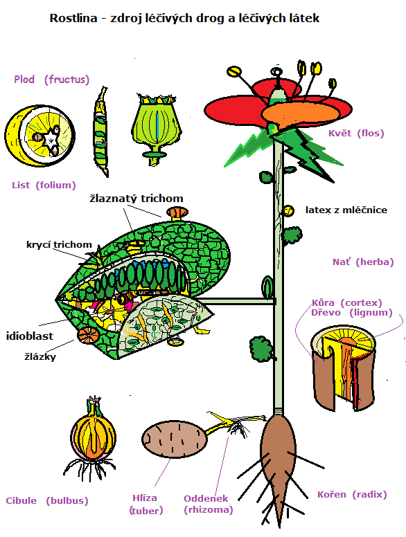 Rostlina - zdroj léčivých látek
