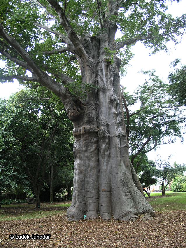 Statná dřevina Adamsonia digitata / baobab prstnatý, z čeledi Bombacaceae