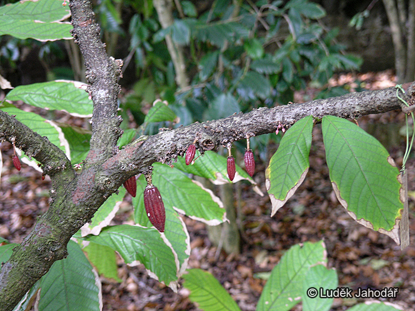 Kakaovník pravý; typická kauliflorie