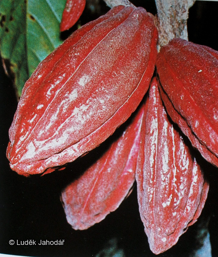 Kakaové bobule („boby“)