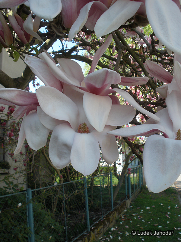 Šácholan sp. – velké květy rozkvétající před olistěním