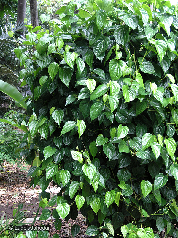 Pepřovník černý; tropická ovíjivá, vytrvalá bylina