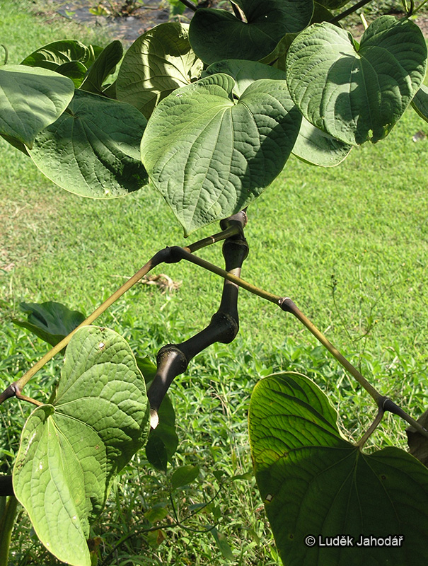 Pepřovník opojný – list na kolénkaté větvi.