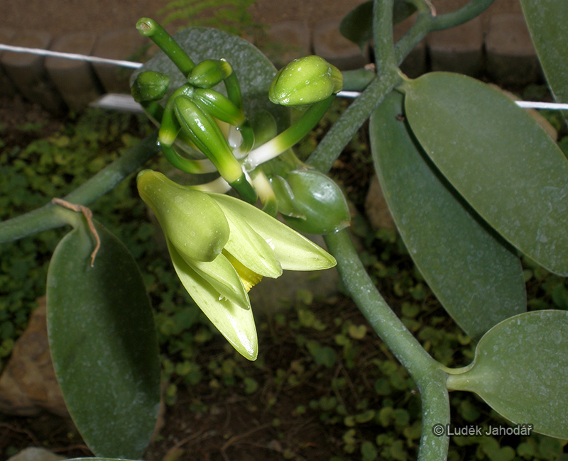 Vanilovník širokolistý, typický květ vstavačovitých