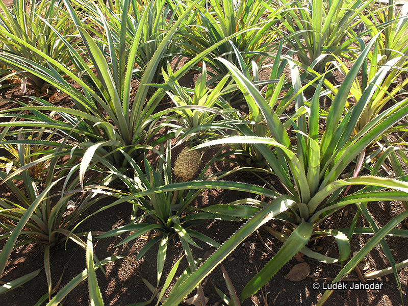 Ananas chocholatý na havajských plantážích