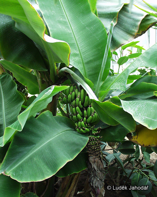 Banánovník acuminata conv. Sucrier (vyšlechtěná komerční odrůda)