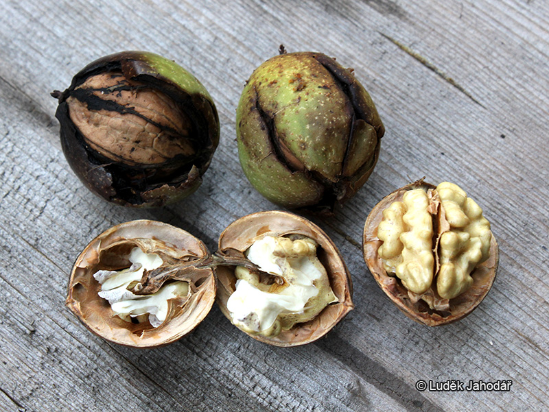 Plody ořešáku – nažka (oříšek) s dužnatou, zelenou později černající češulí; semeno 