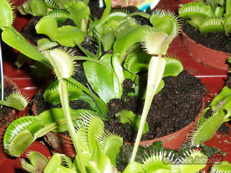 Venušina mucholapka (Dionaea), citlivé trichomy na čepeli listu indukují její sevření