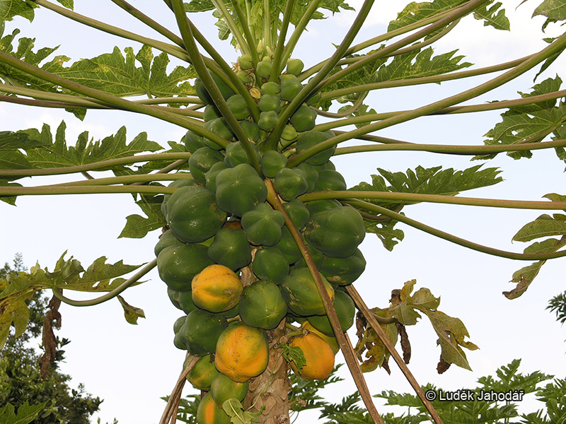 Papája melounová, chochol listů na vrcholu kmene s dozrávajícími plody
