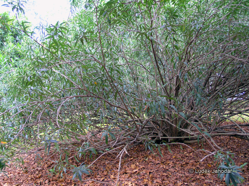 Oleandr bobkovnice v přirozeném prostředí