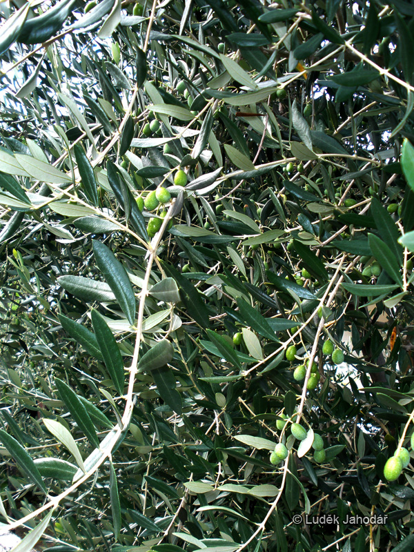 Olivovník evropský, jihoevropský nízký stromek