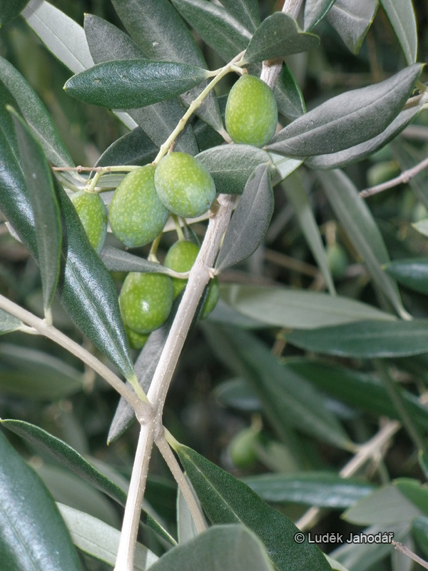 Plody peckovice (olivy)