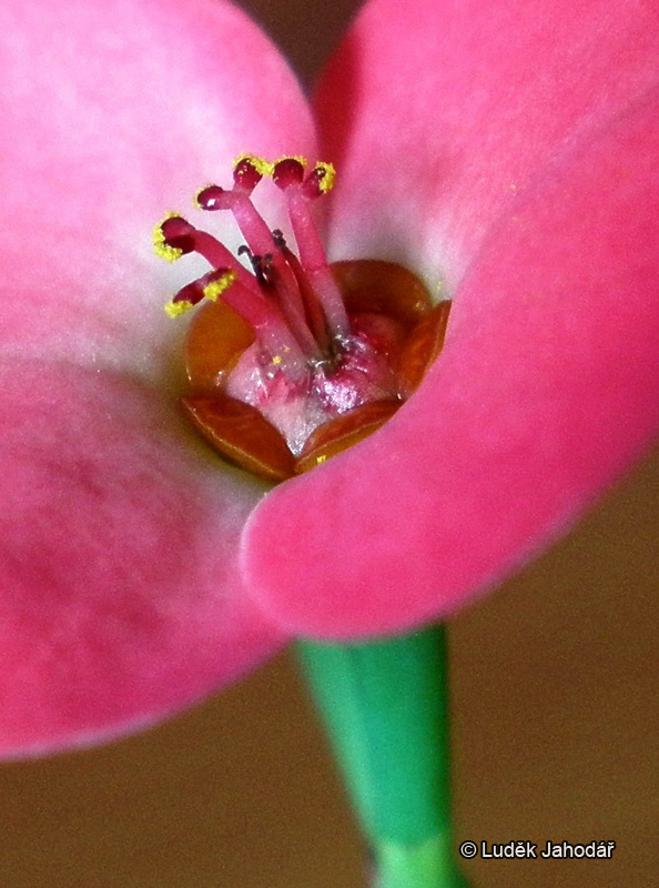 cyathium je obklopeno dvojicí nápadných listenů připomínajících květy