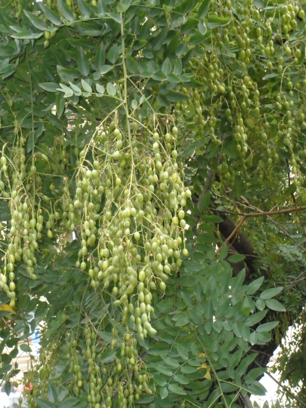 Jerlín japonský; strom s lichozpeřenými listy, s latami plodů