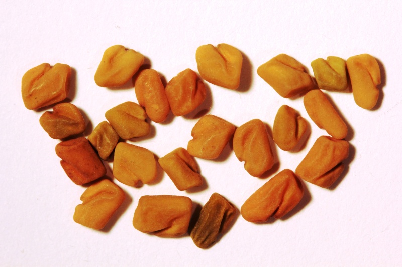 Charakteristická semena jsou farmaceutickou surovinou (velikost 4-5 mm)