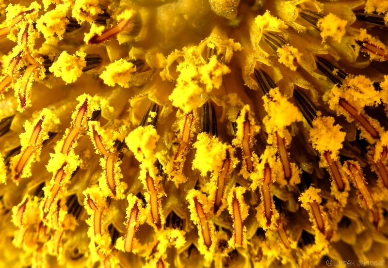 Trubkovité květy s dvouramennou bliznou obalenou pylovými zrny (slunečnice)