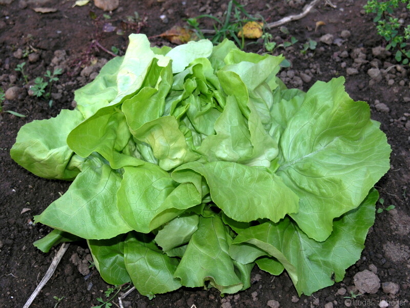 Locika salátová 