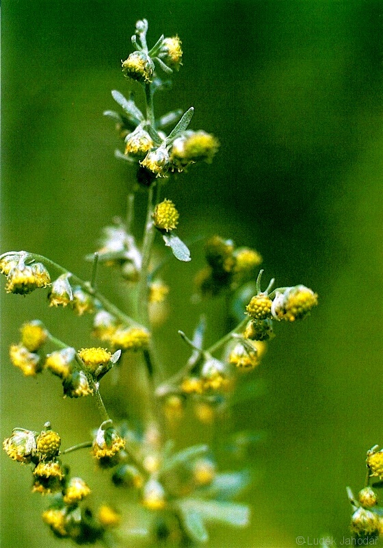 Úbory z žlutých trubkovitých květů 