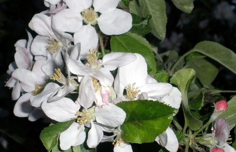 Květy jabloňovitých