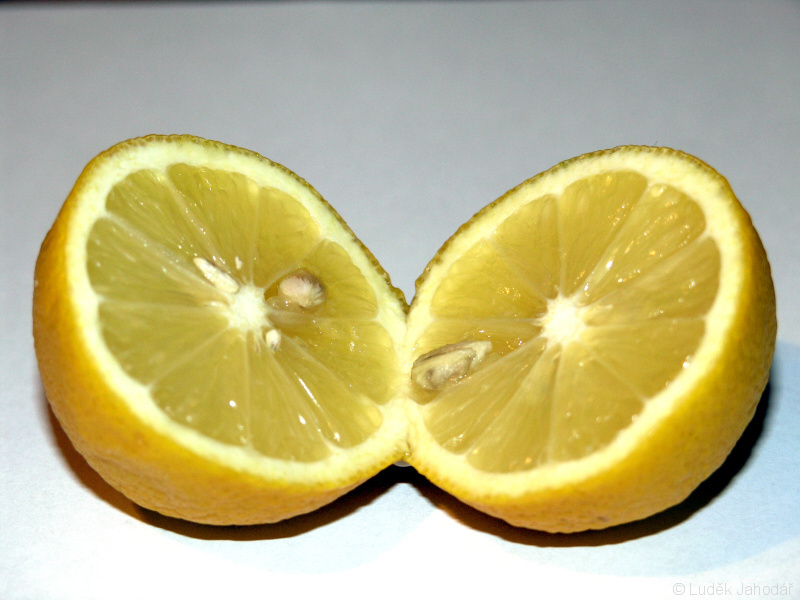 Plod citrusů – hesperidium; citronový limonový (citron), popis viz text 
